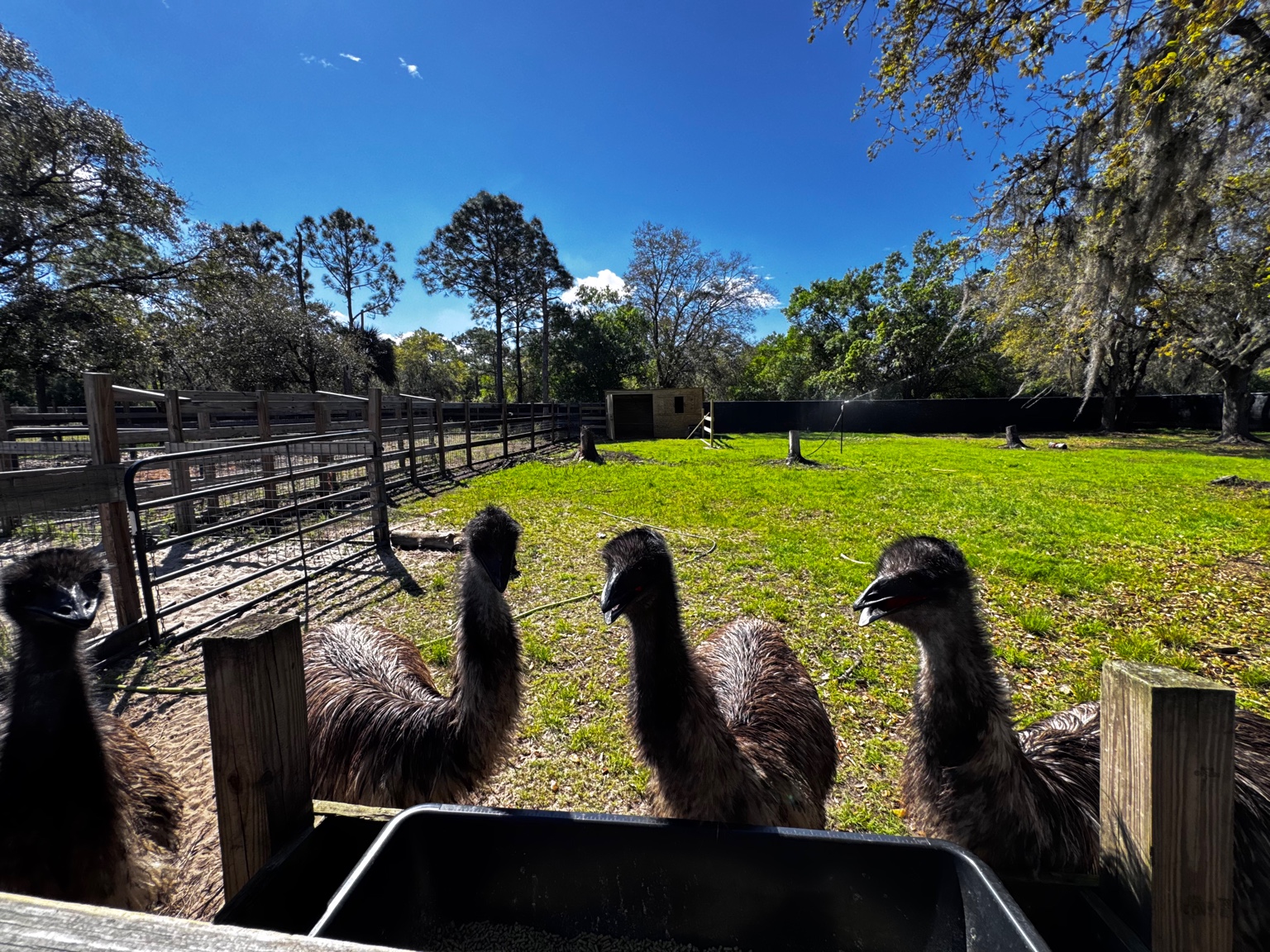 Ducks on the pasture