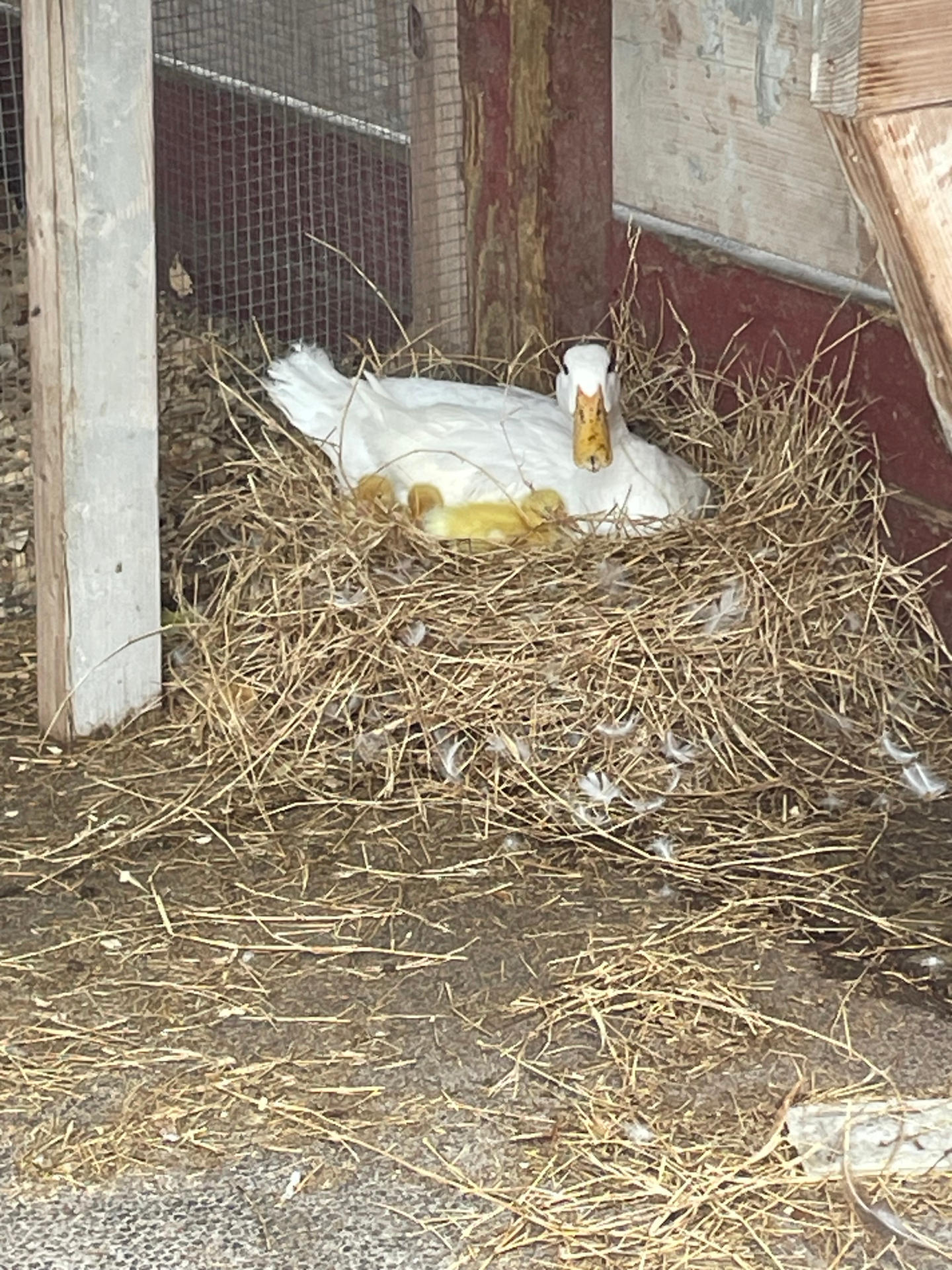 Mother duck sitting on a straw nest with her ducklings