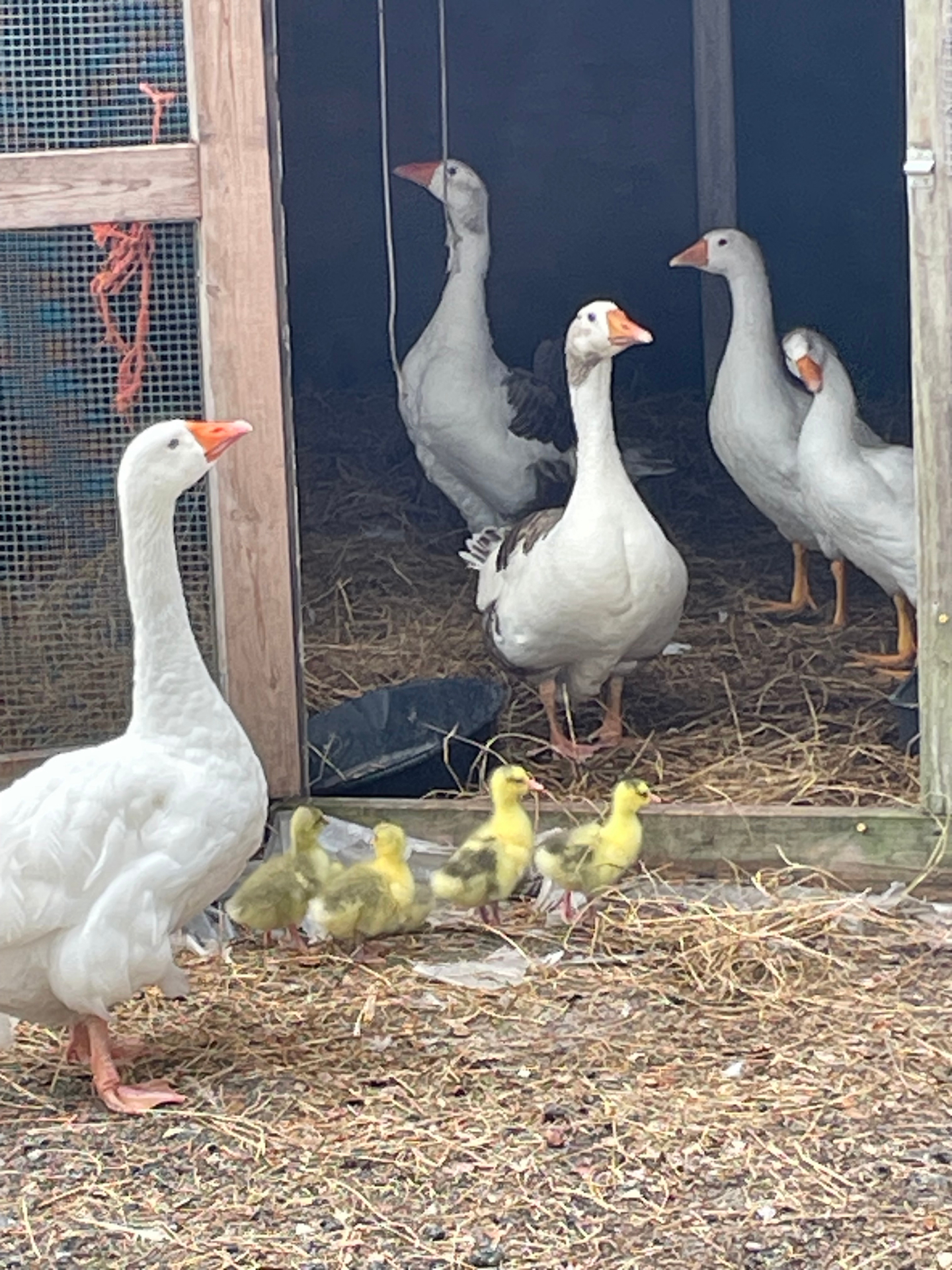 Geese watching over fluffy ducklings in the coop